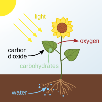 Photosynthesis process: plants convert sunlight, water, and CO2 into glucose and oxygen